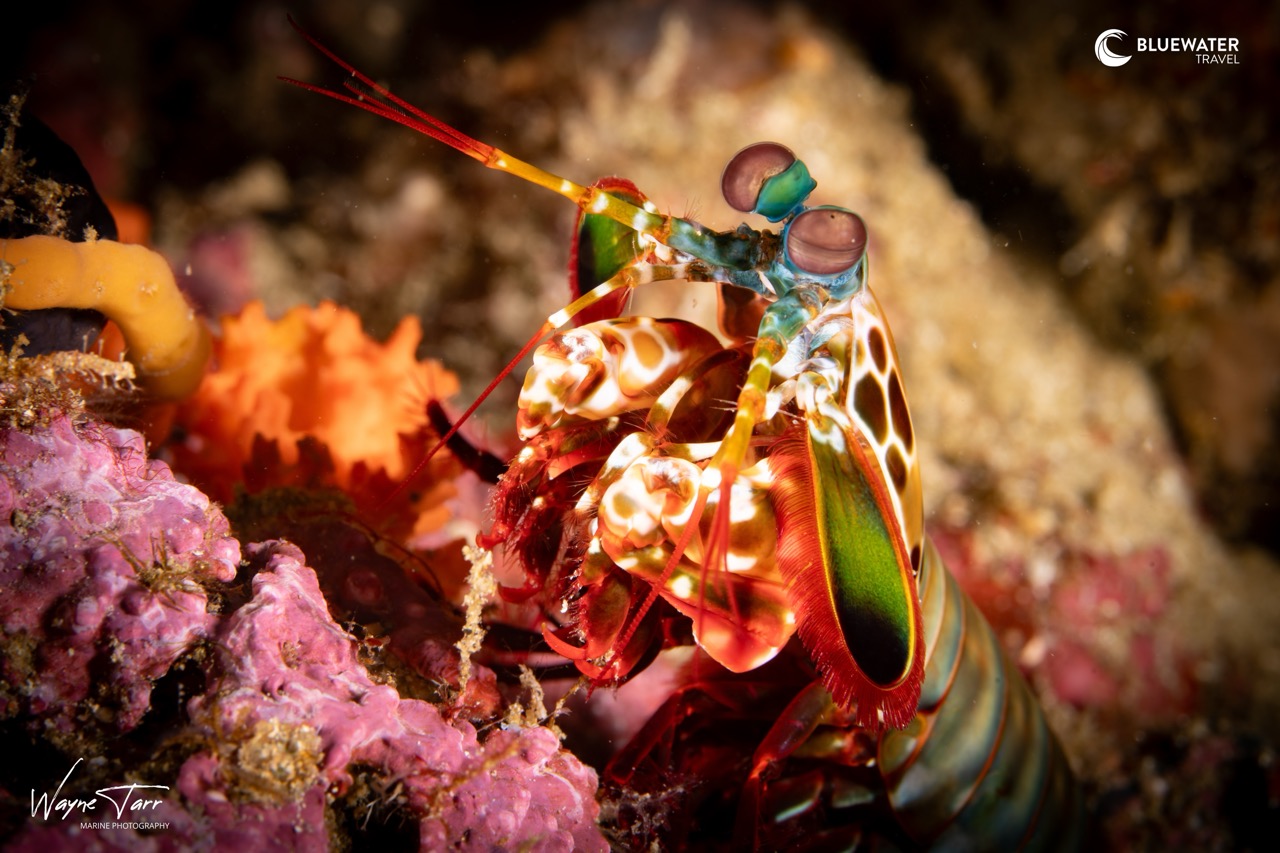 A mantis shrimp poses