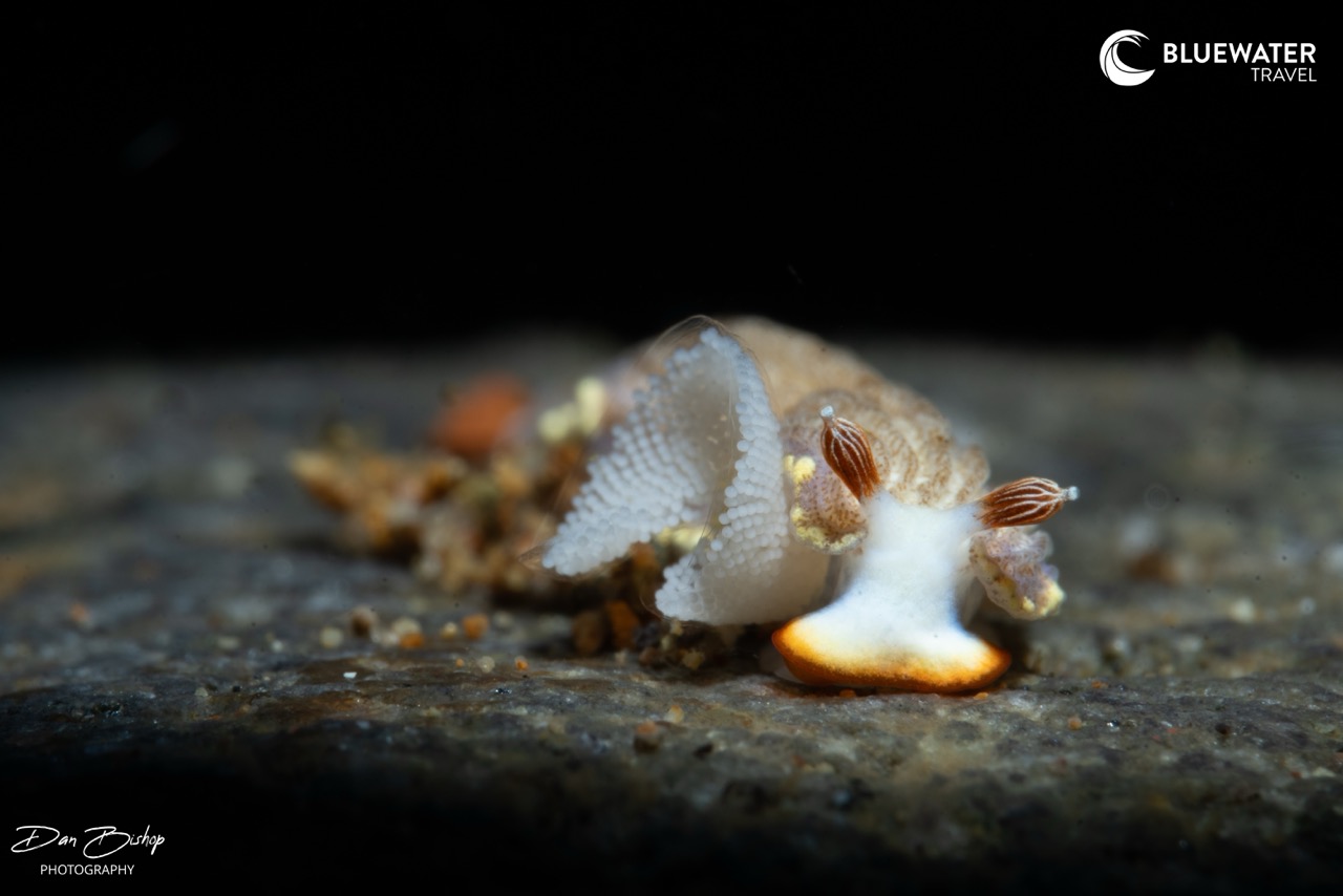 A nudi on its eggs