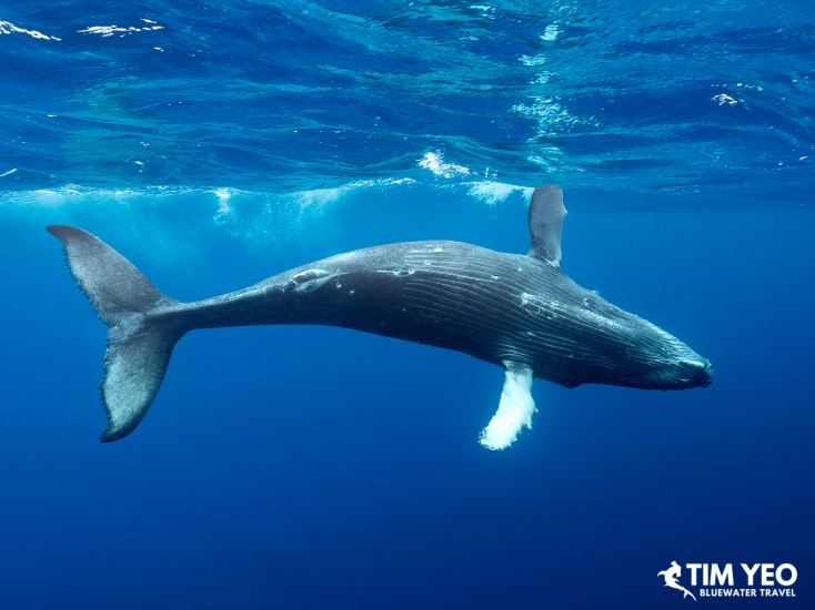 A humpback whale swimming near the surface in French Polynesia.