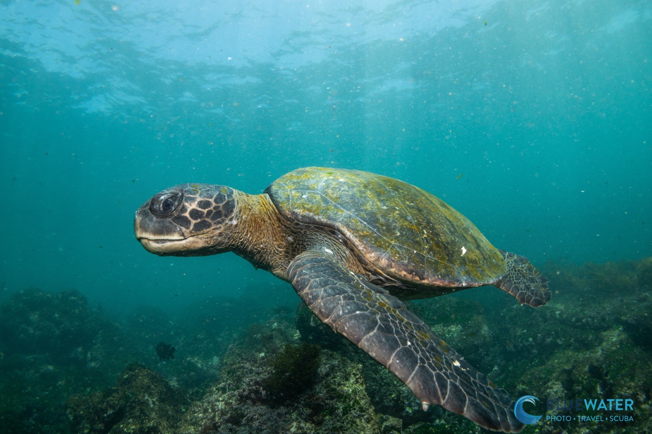 Up close with a green sea turtle