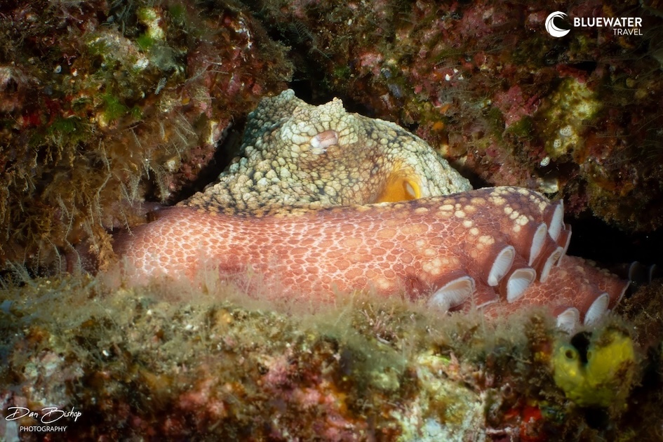 An octopus curled up