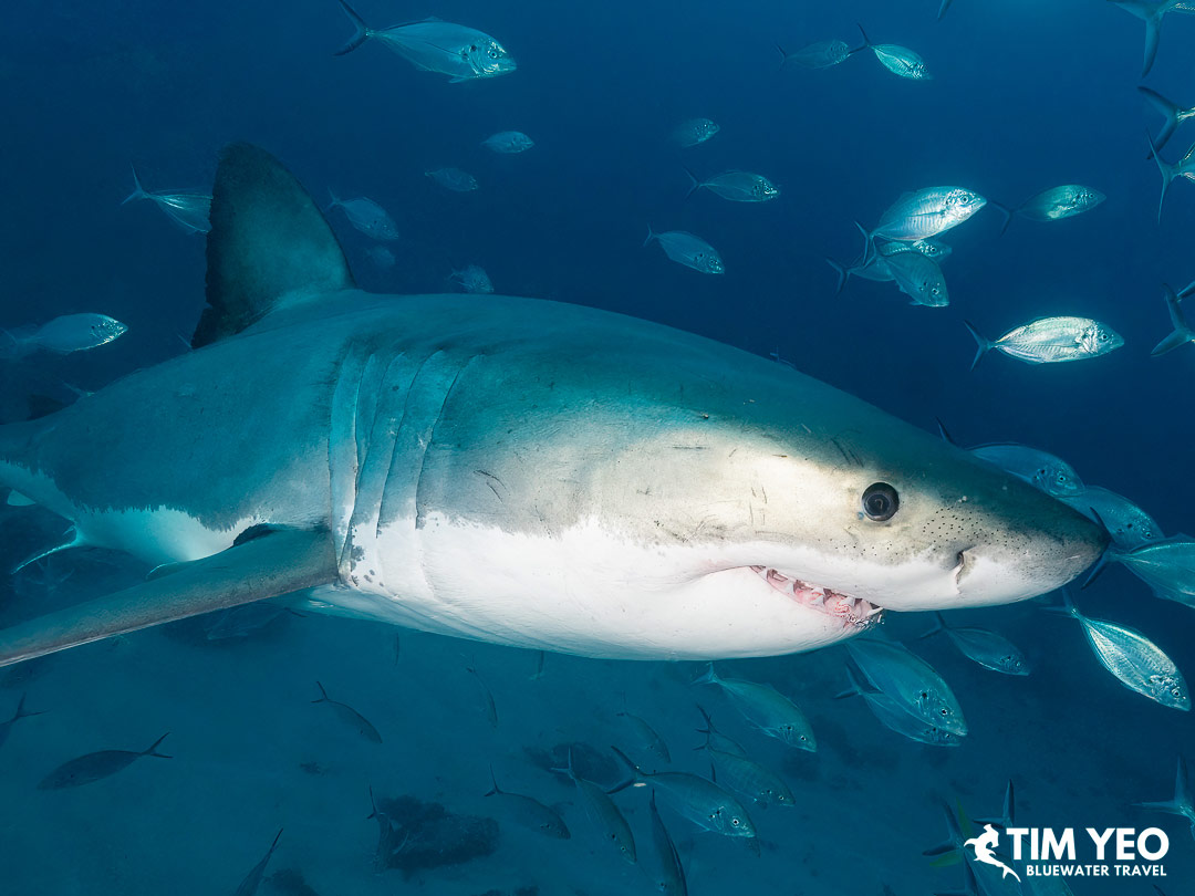 Great white shark underwater image from Australia