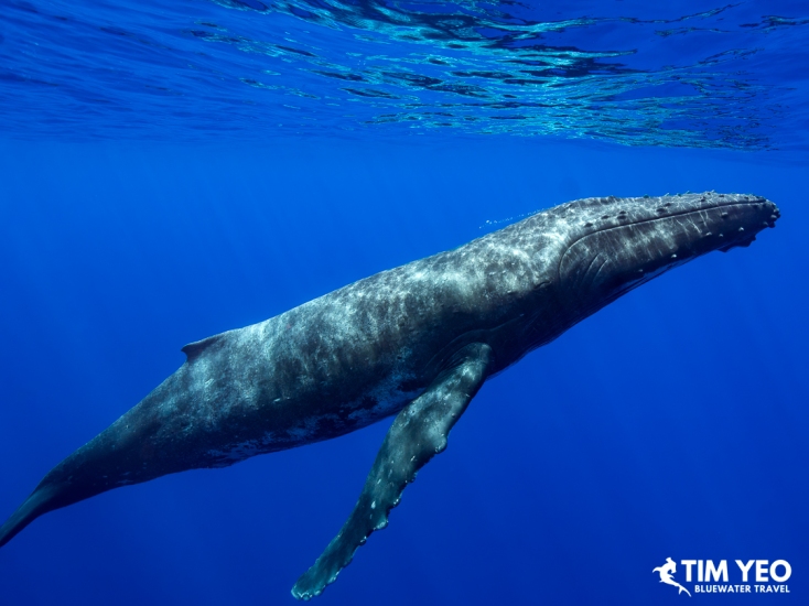 Humpback whale swimming through open water in French Polynesia.