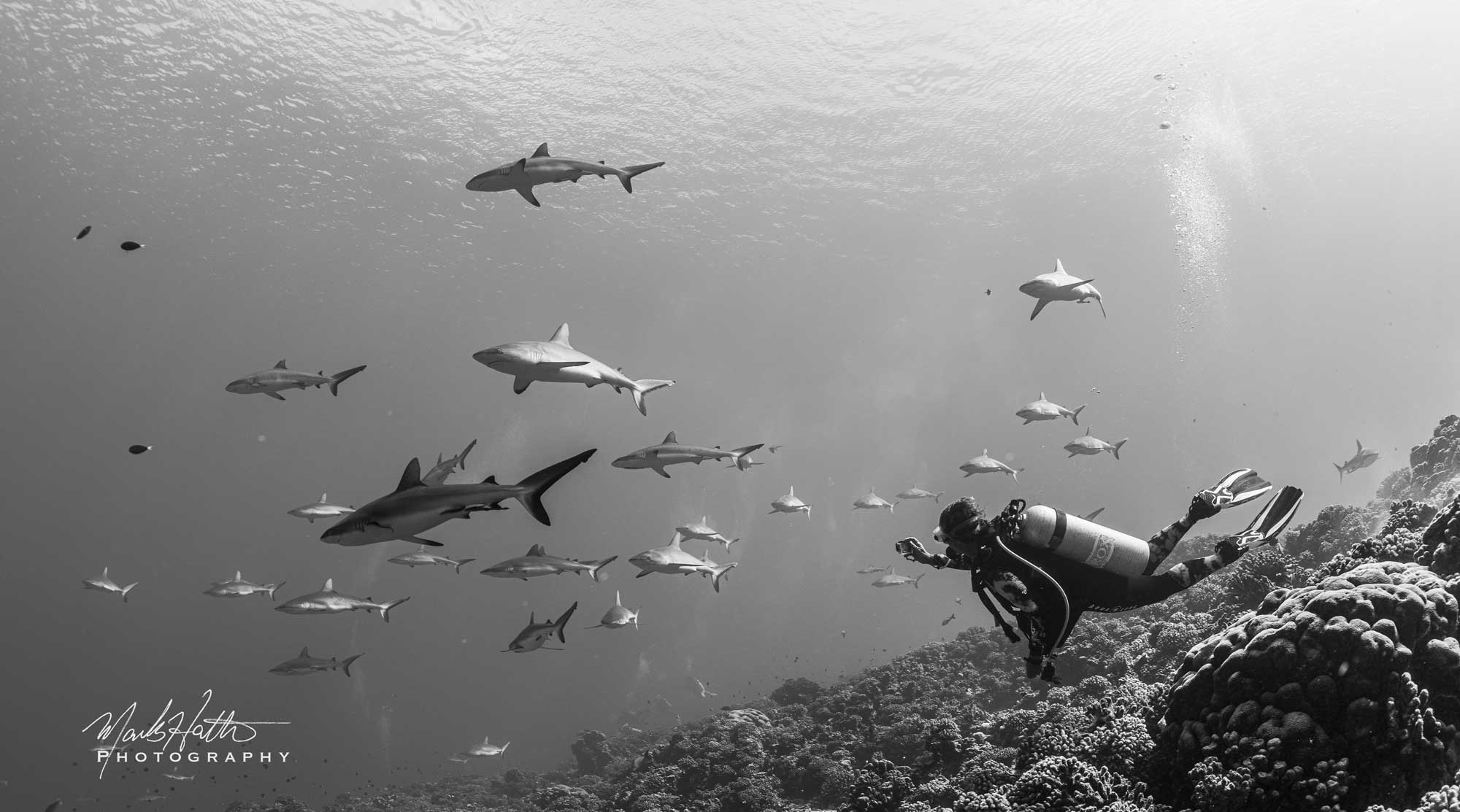 Divers surrounded by sharks