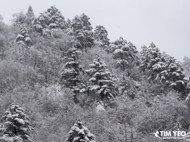 Snow covering the trees