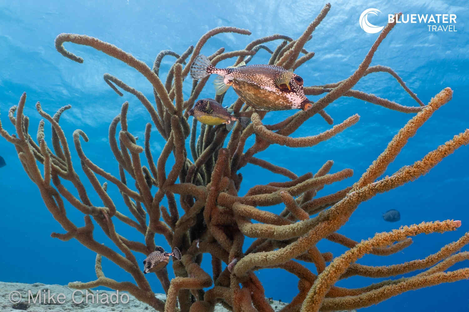 A pufferfish swims around a coral