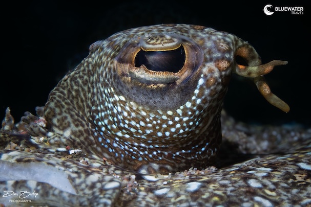A close up of an octopus