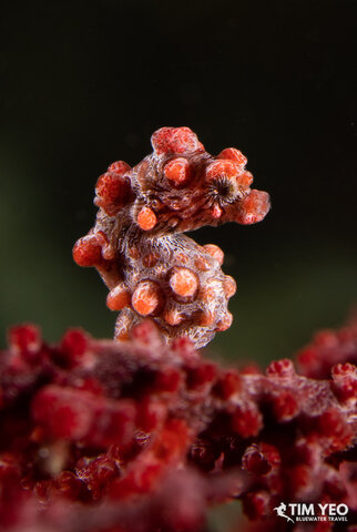 A tiny red pygmy seahorse camouflaged on a matching red sea fan