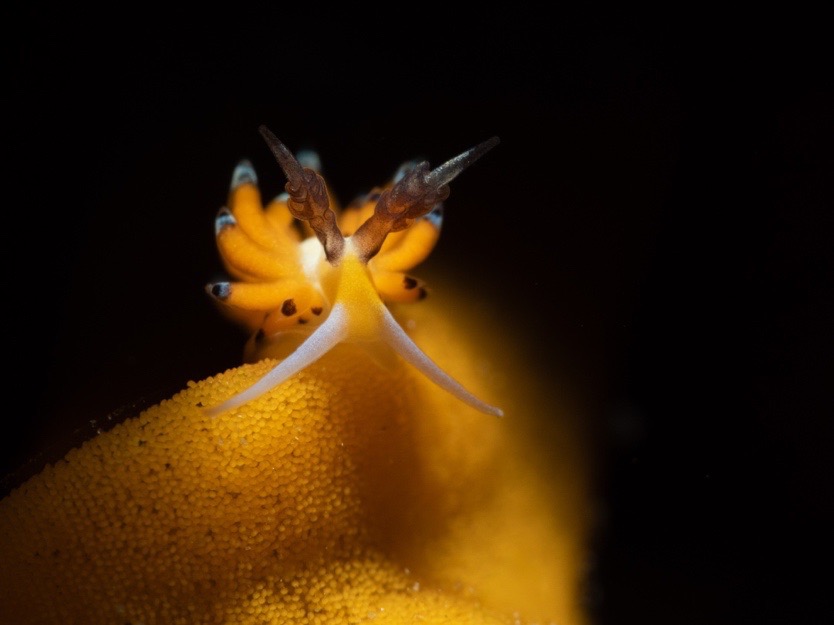 Macro photography in Anilao