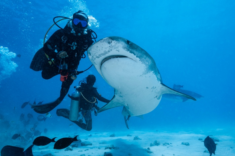 Divers coming face to face with a tiger shark, Fuvahmulah, Maldives