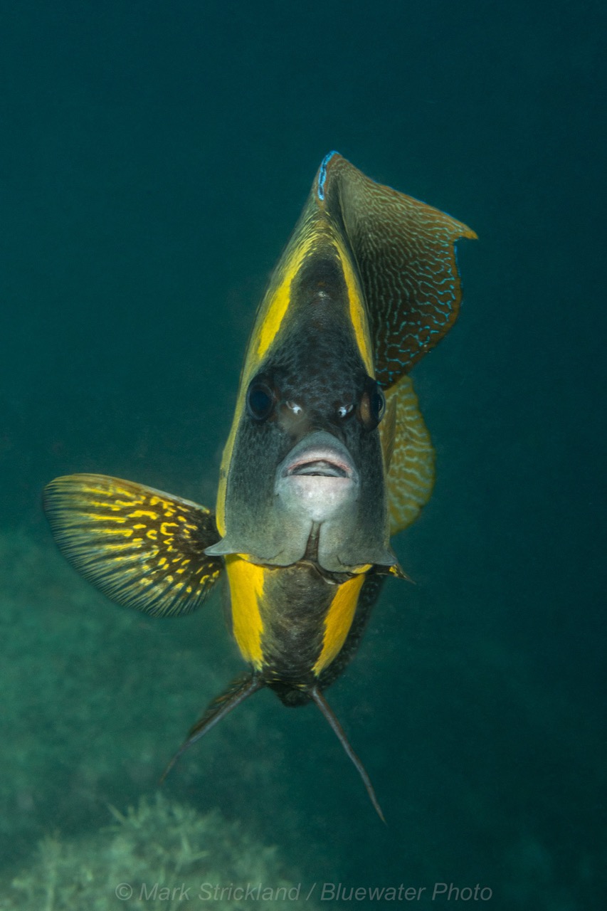 Angel fish in the Sea of Cortez