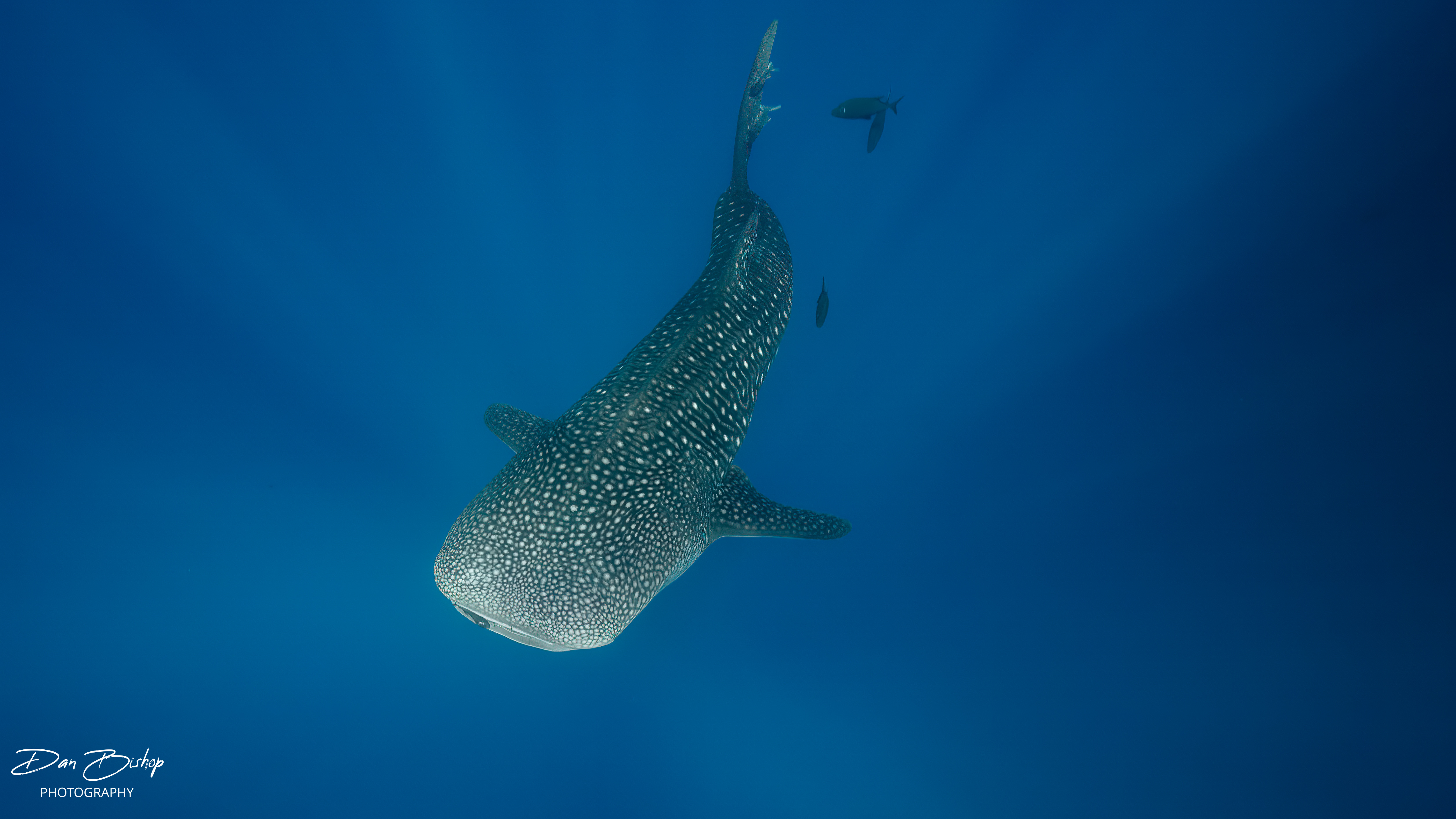 Whale shark in Socorro photographed by Dan Bishop