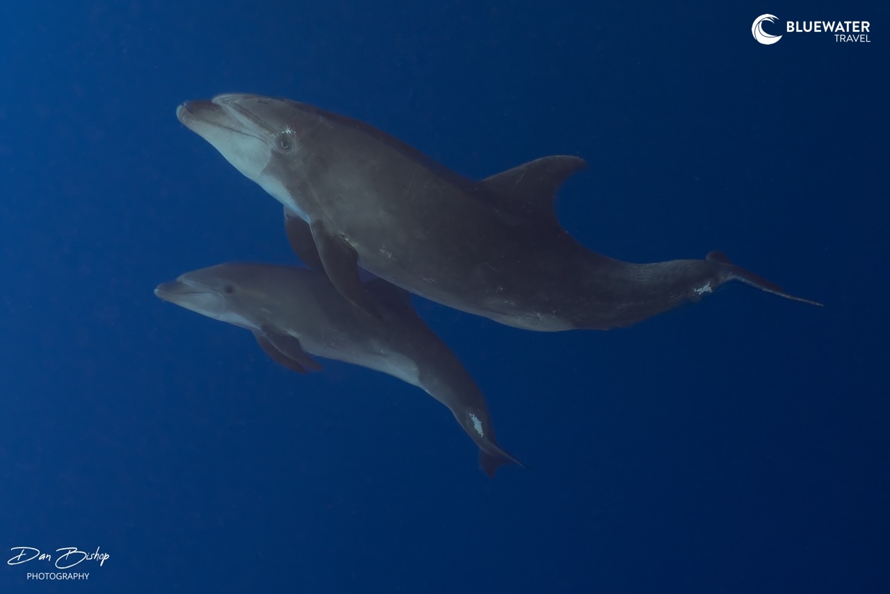 A pair of bottenose dolphins