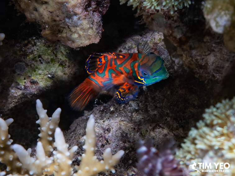 Colorful mandarinfish resting on coral rubble