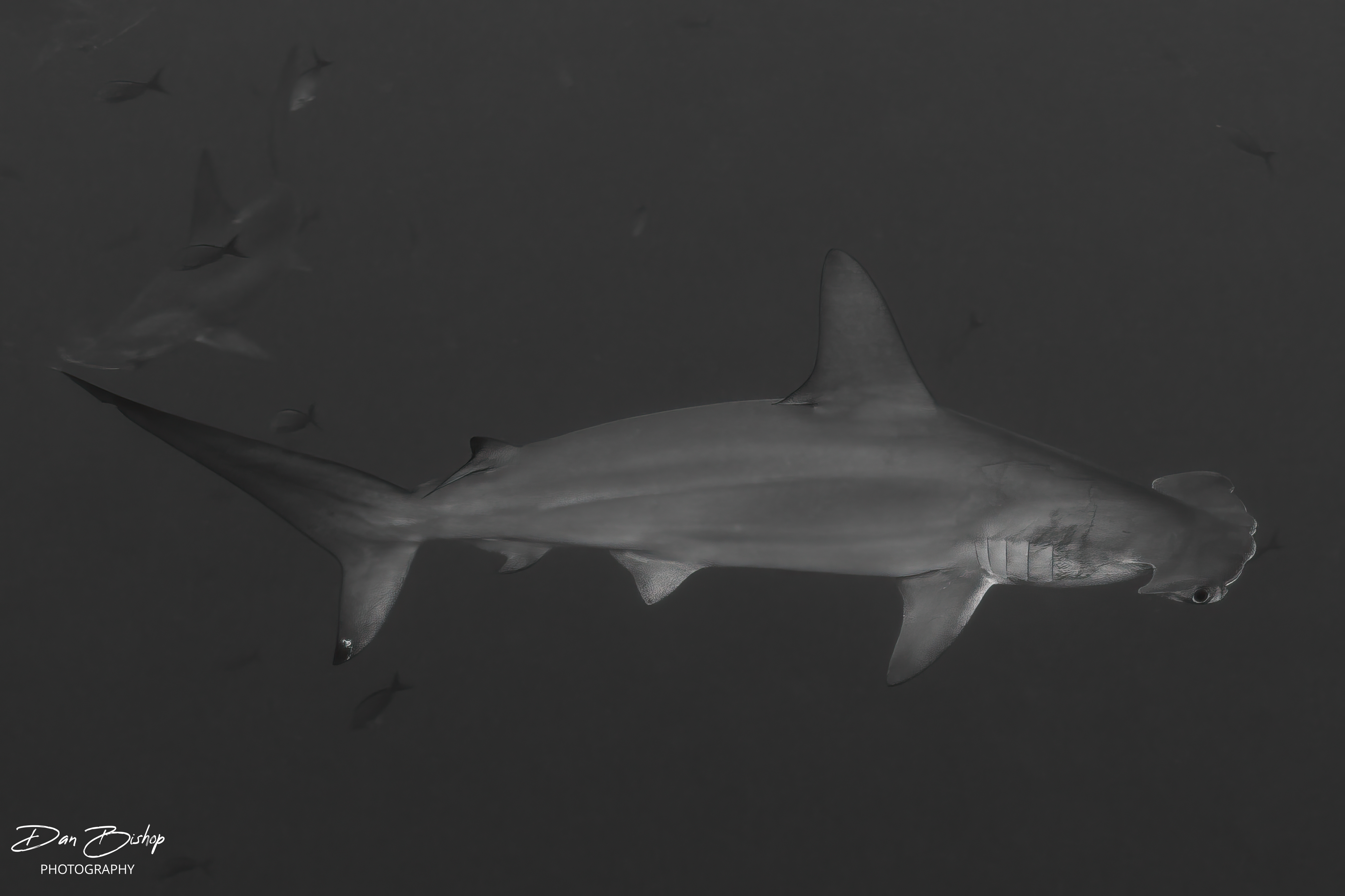 Hammerhead shark in Socorro photographed by Dan Bishop