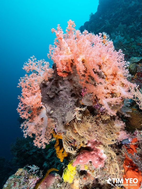 Breathtaking corals in Sipadan