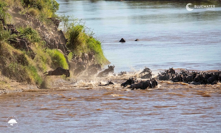 A herd of wildebeest cross the river