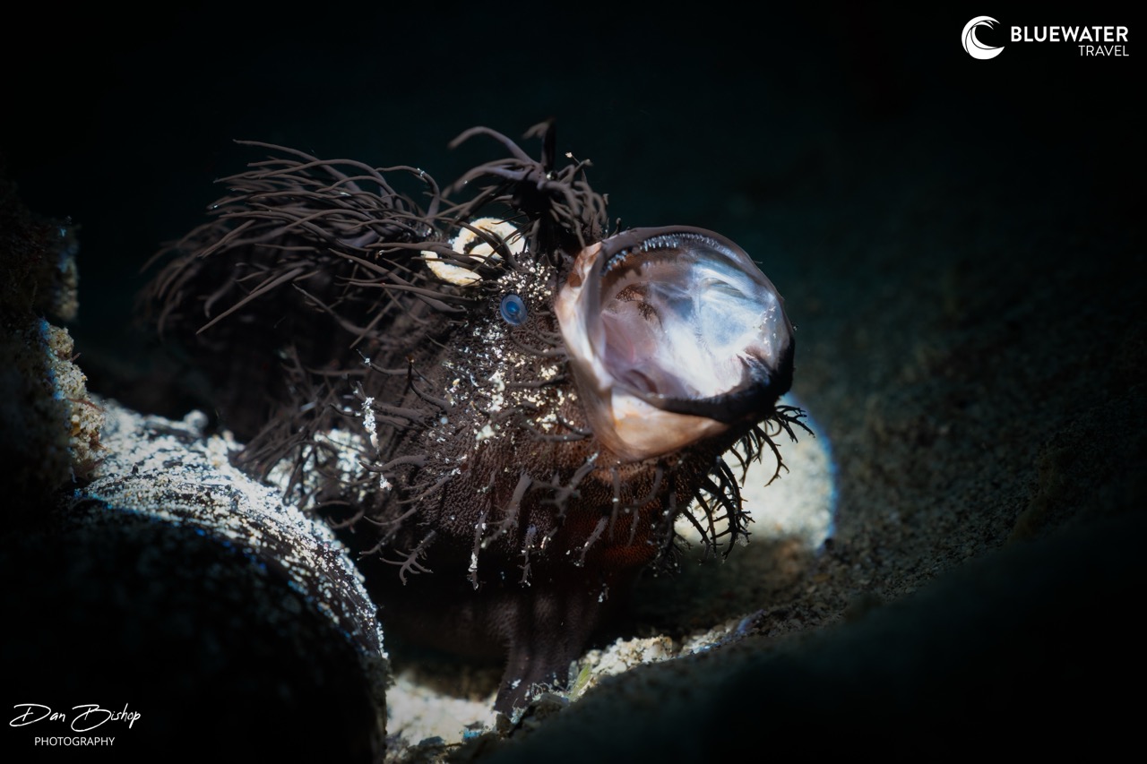 A hairy frogfish opens wide