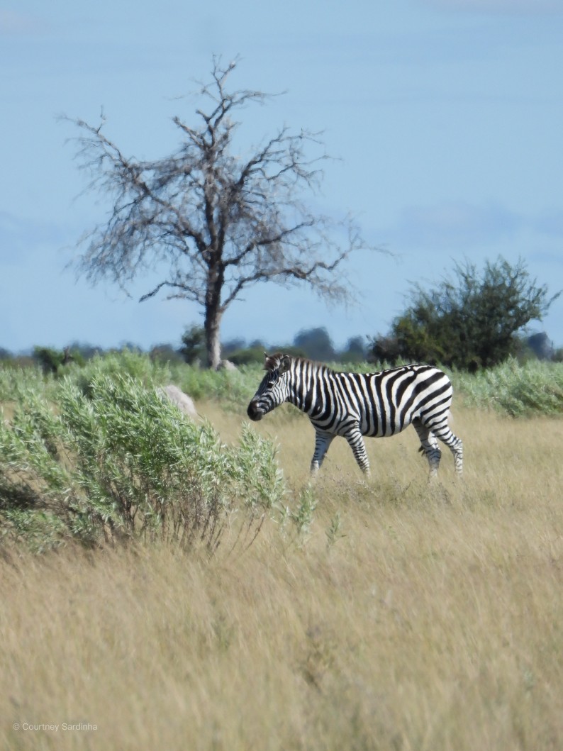 Zebra beside a bare tree
