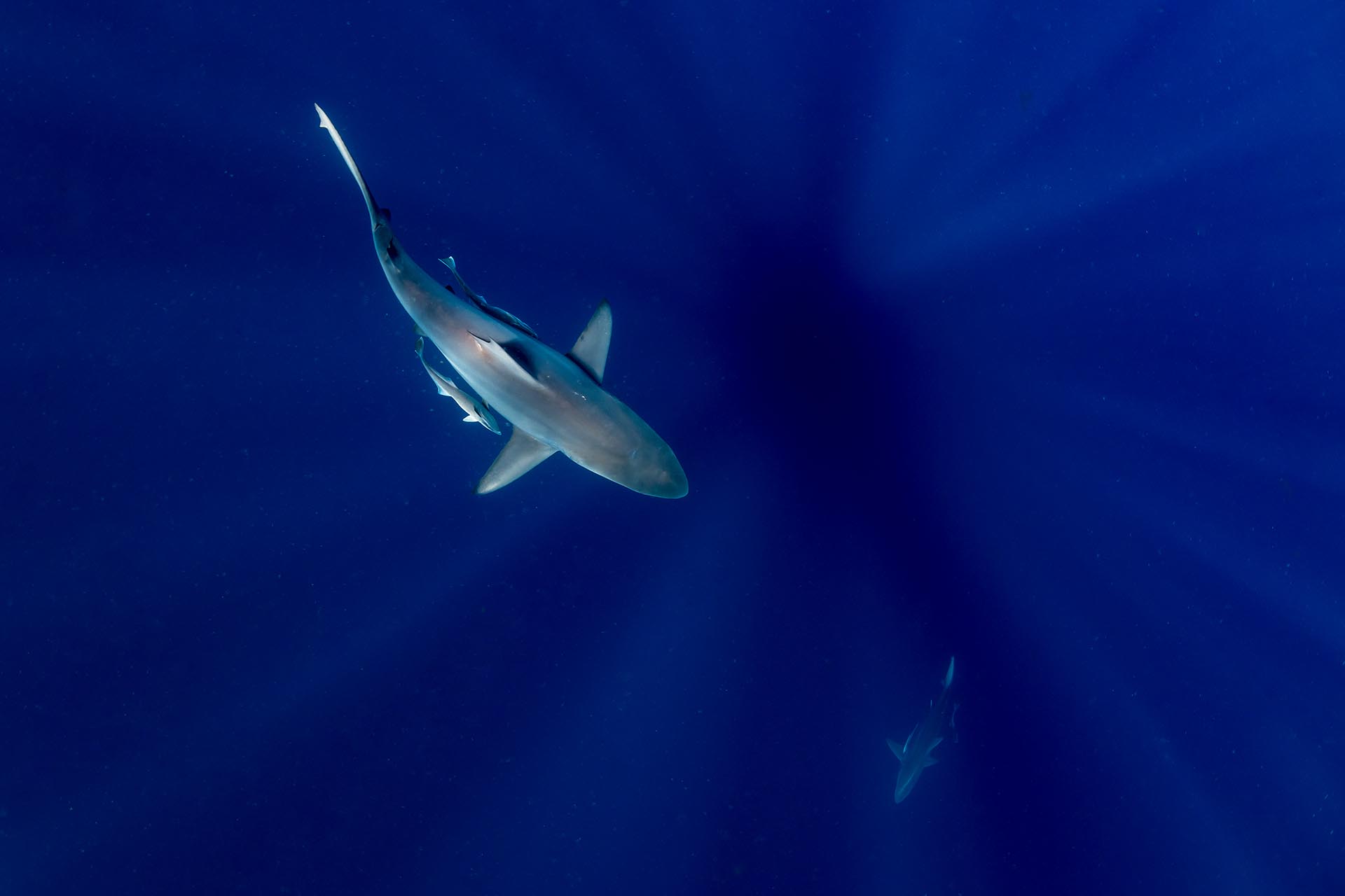 Oceanic blacktip shark and rays in South Africa photographed by Anthony Grote