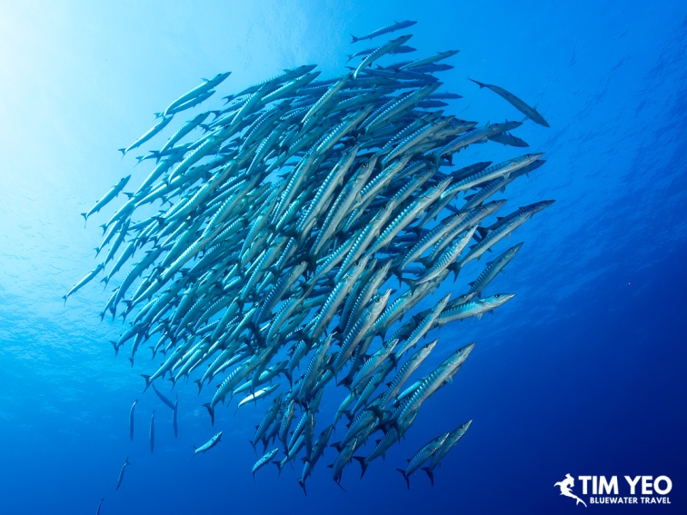 A swirling school of barracuda at Tifore, a remote seamount in the Molucca Sea