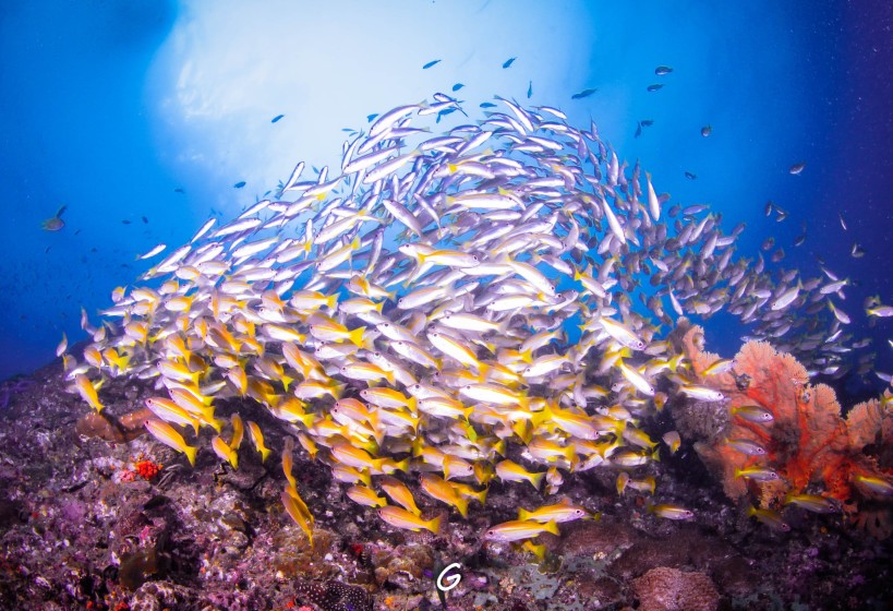 School of golden fish swimming through coral reef, Manta Queen 1 liveaboard Thailand