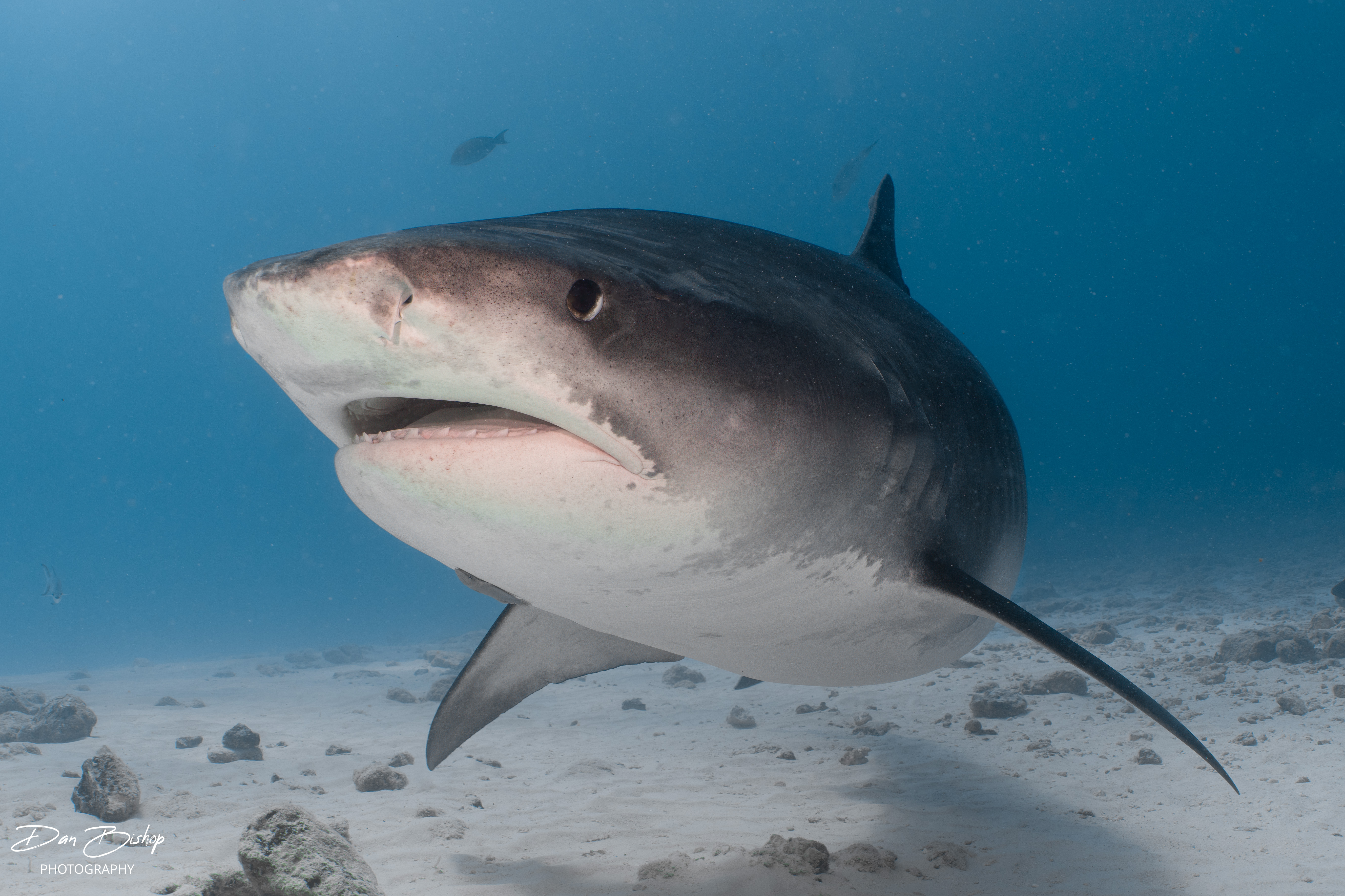 Tiger shark in the Maldives photographed by Dan Bishop