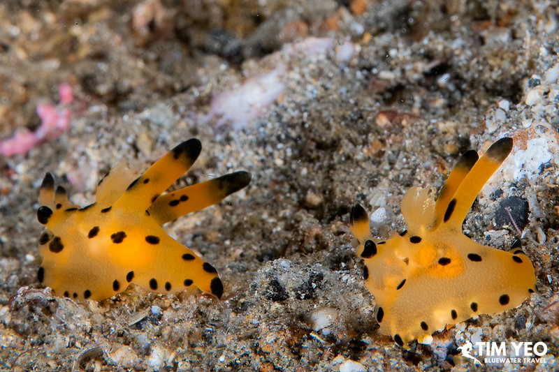A pair of Pikachu nudibranchs rest side by side on the sandy seafloor