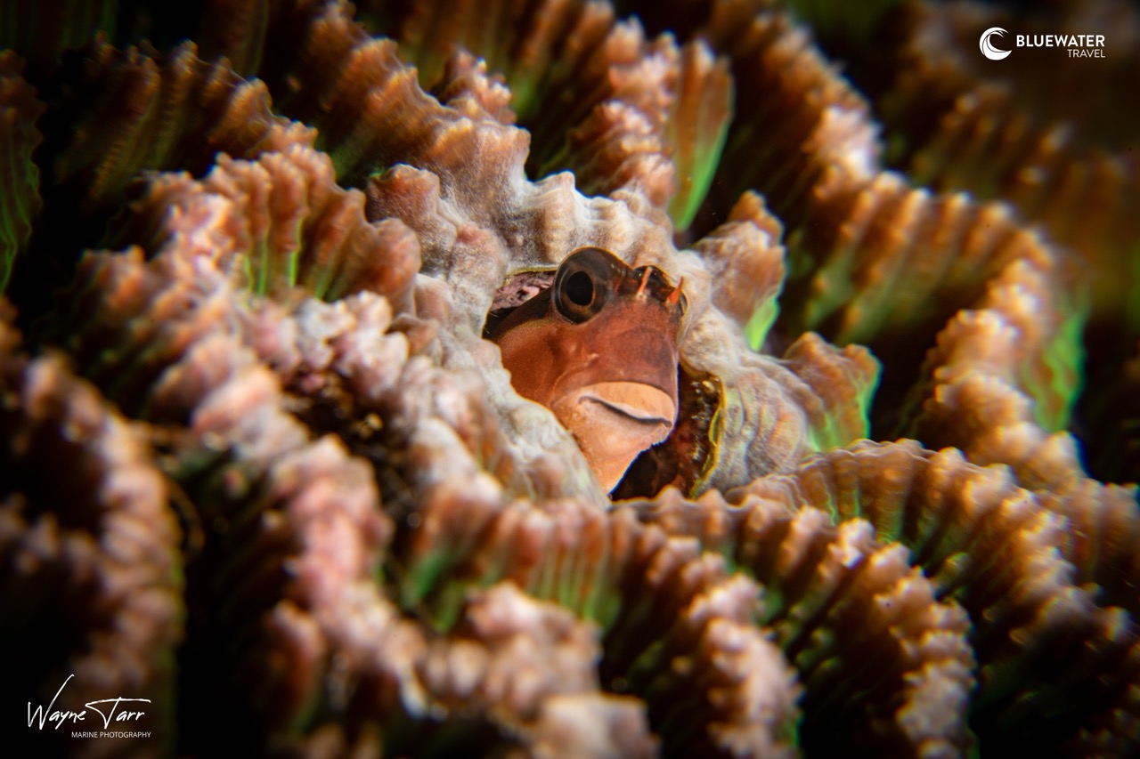 A fish pokes his head out of its coral