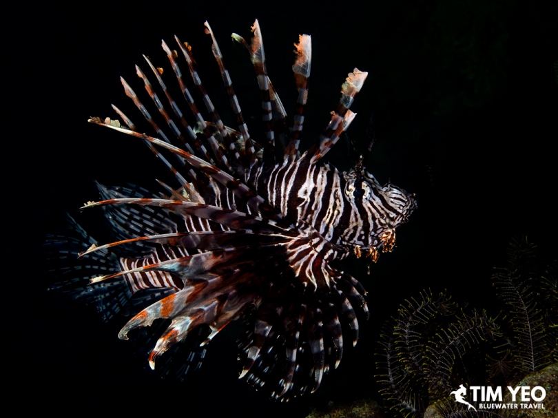 Lionfish with fanned spines hunting at night, Solomon Islands