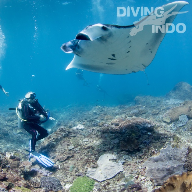 Diver swimming with a manta ray at Nusa Penida Bali