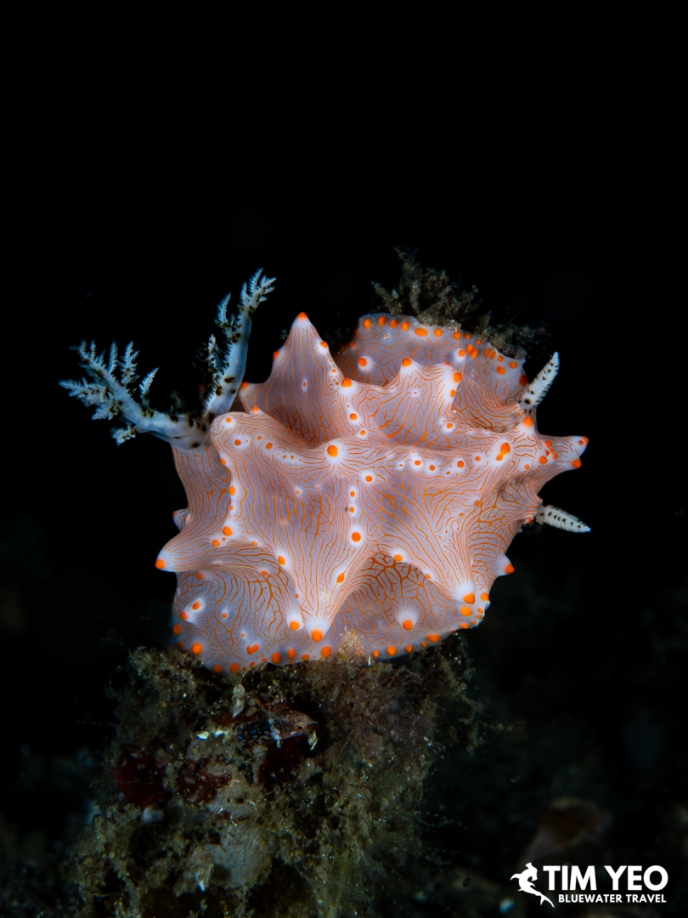 A pink and white nudibranch with orange-tipped tubercles on the reef