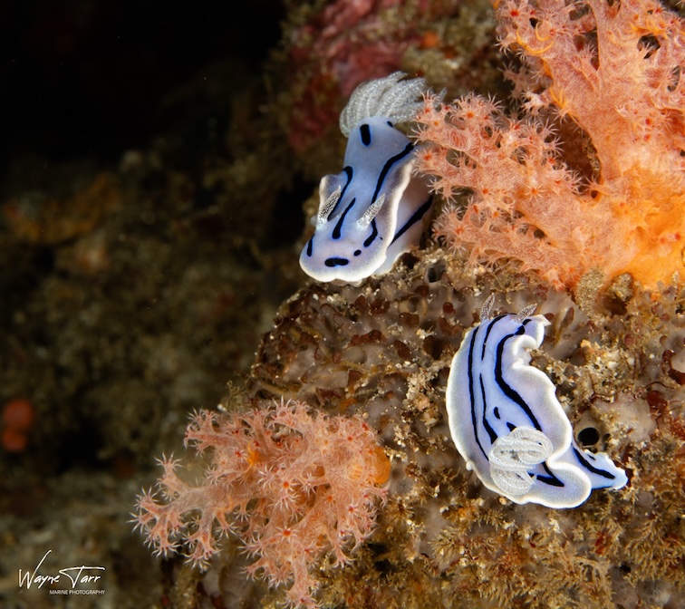 Two nudibranchs on a coral