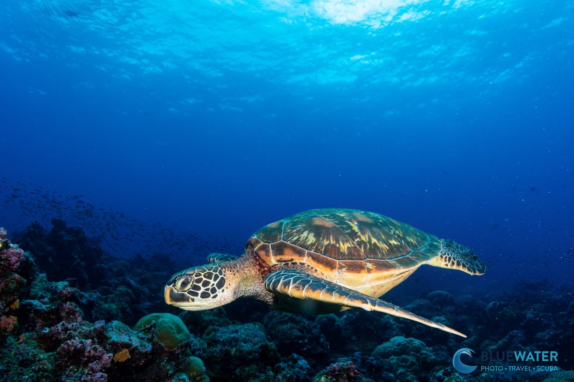 A sea turtle looking for some coral to eat