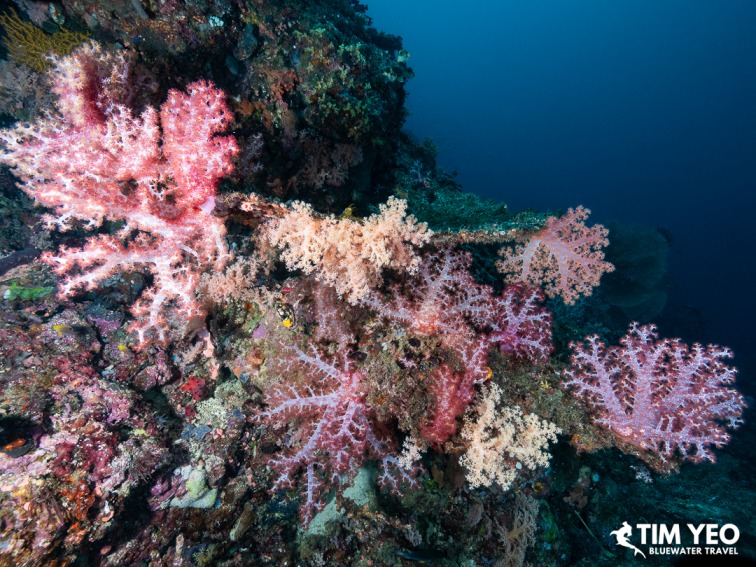 Pink and cream soft coral clusters along a reef wall