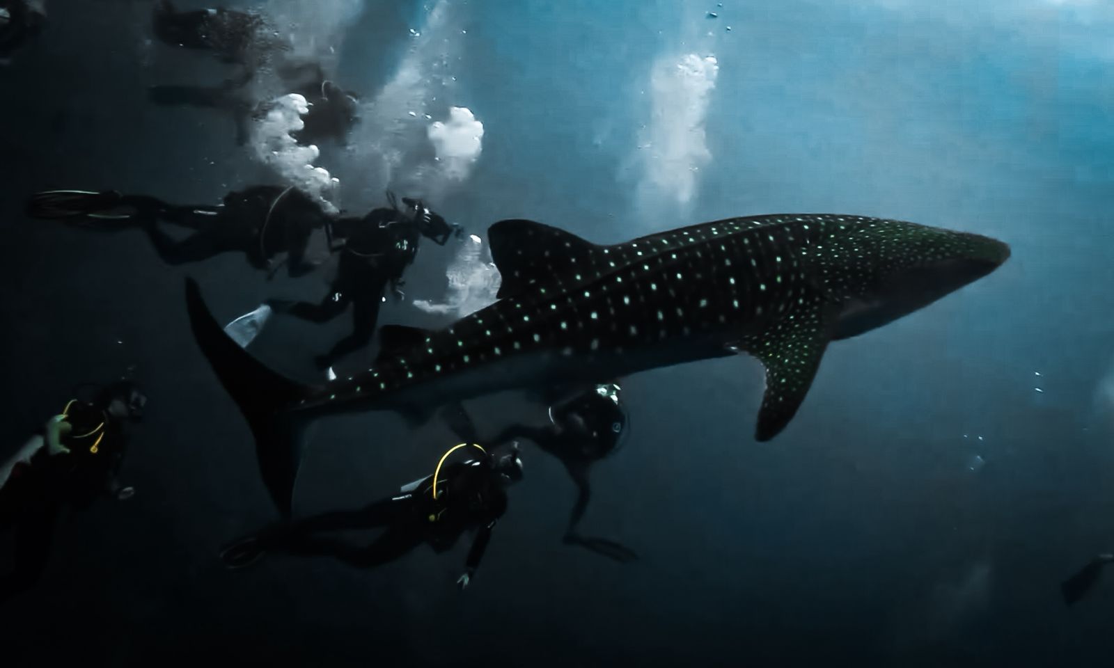 Whale Shark in Fuvahmulah