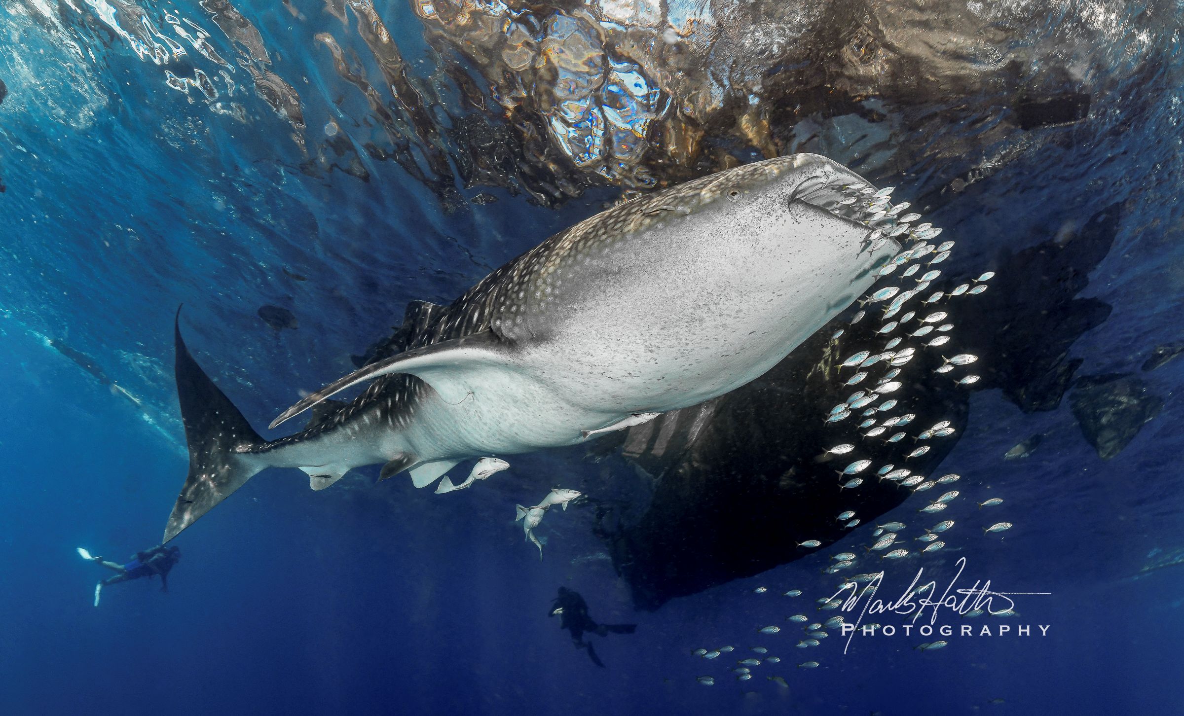 Shark photograph by Mark Hatter