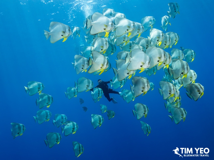 A diver swims among a large school of batfish in the blue waters off Halmahera, Indonesia.
