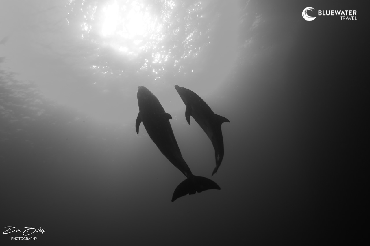 A pair of dolphins swim towards the surface