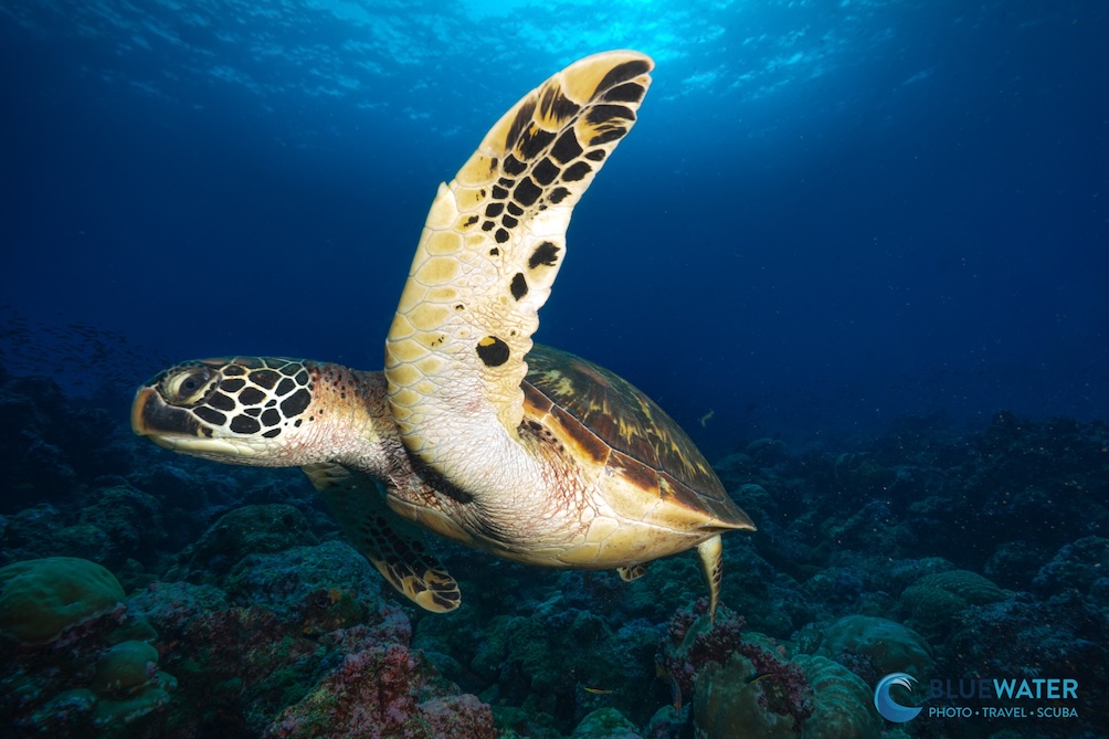 A sea turtle swims away