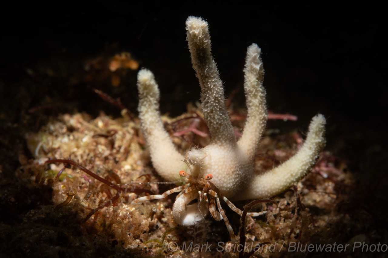 A staghorn hermit crab