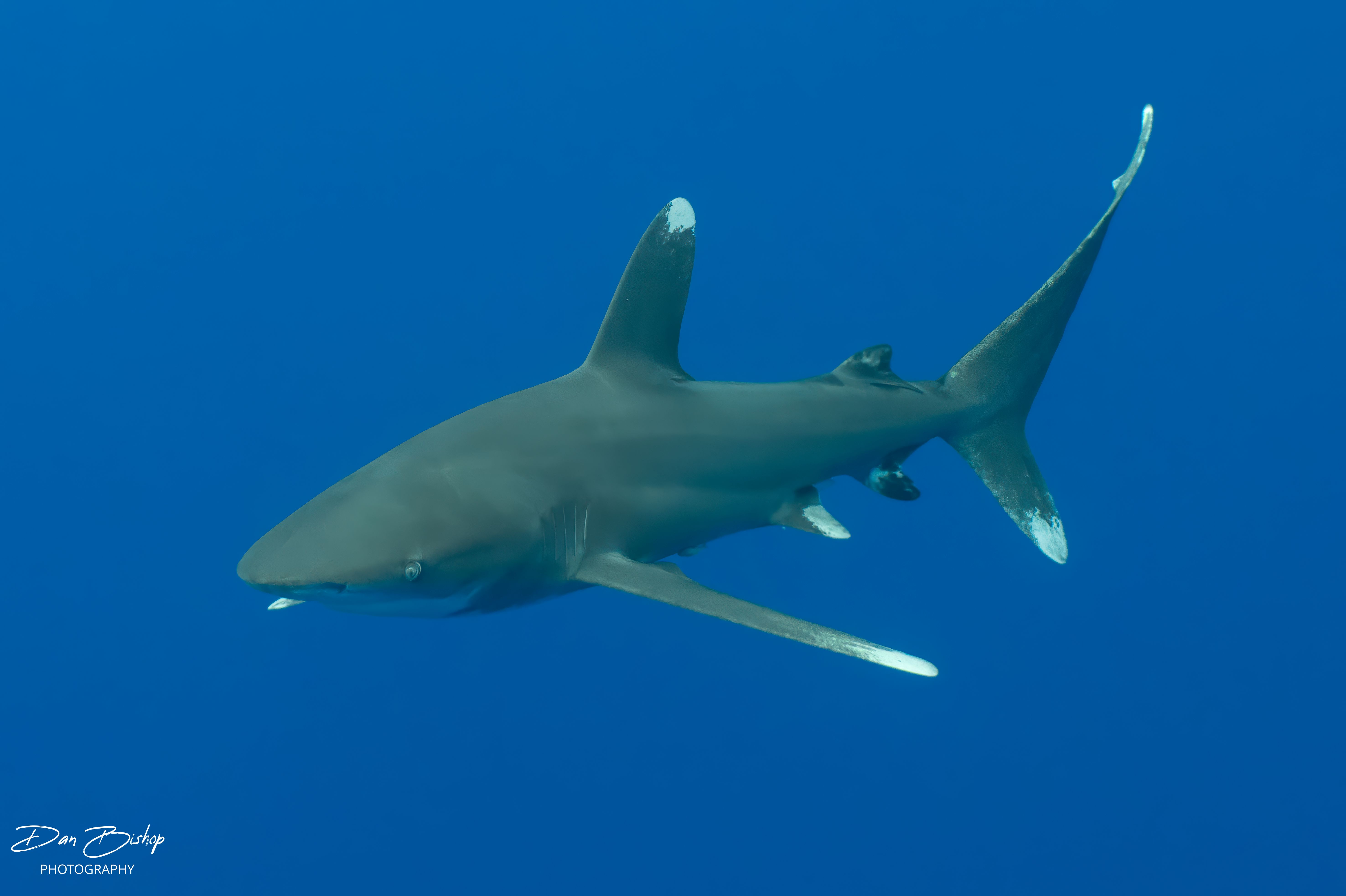 Oceanic whitetip shark in Moorea photographed by Dan Bishop