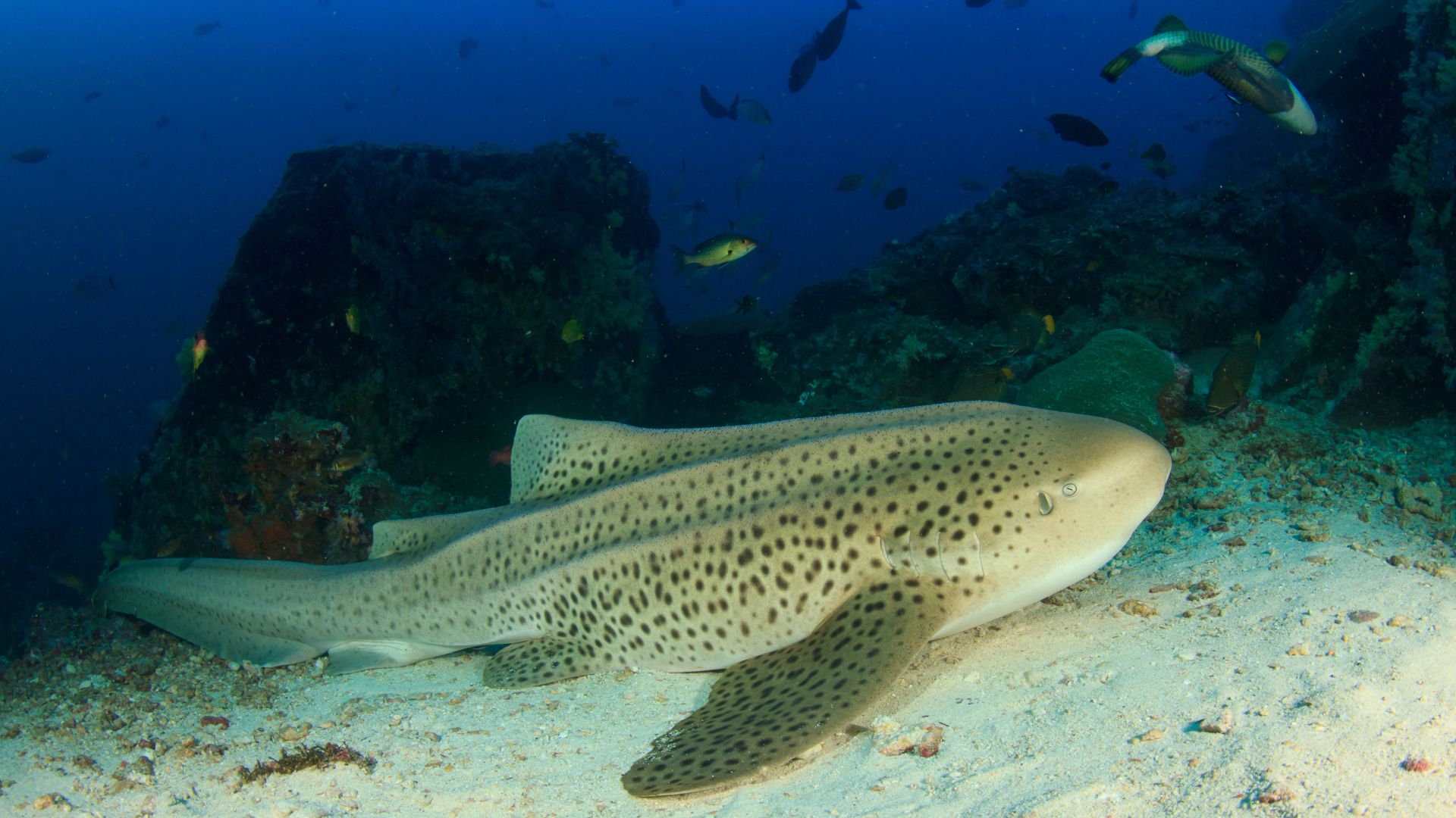 Zebra Shark