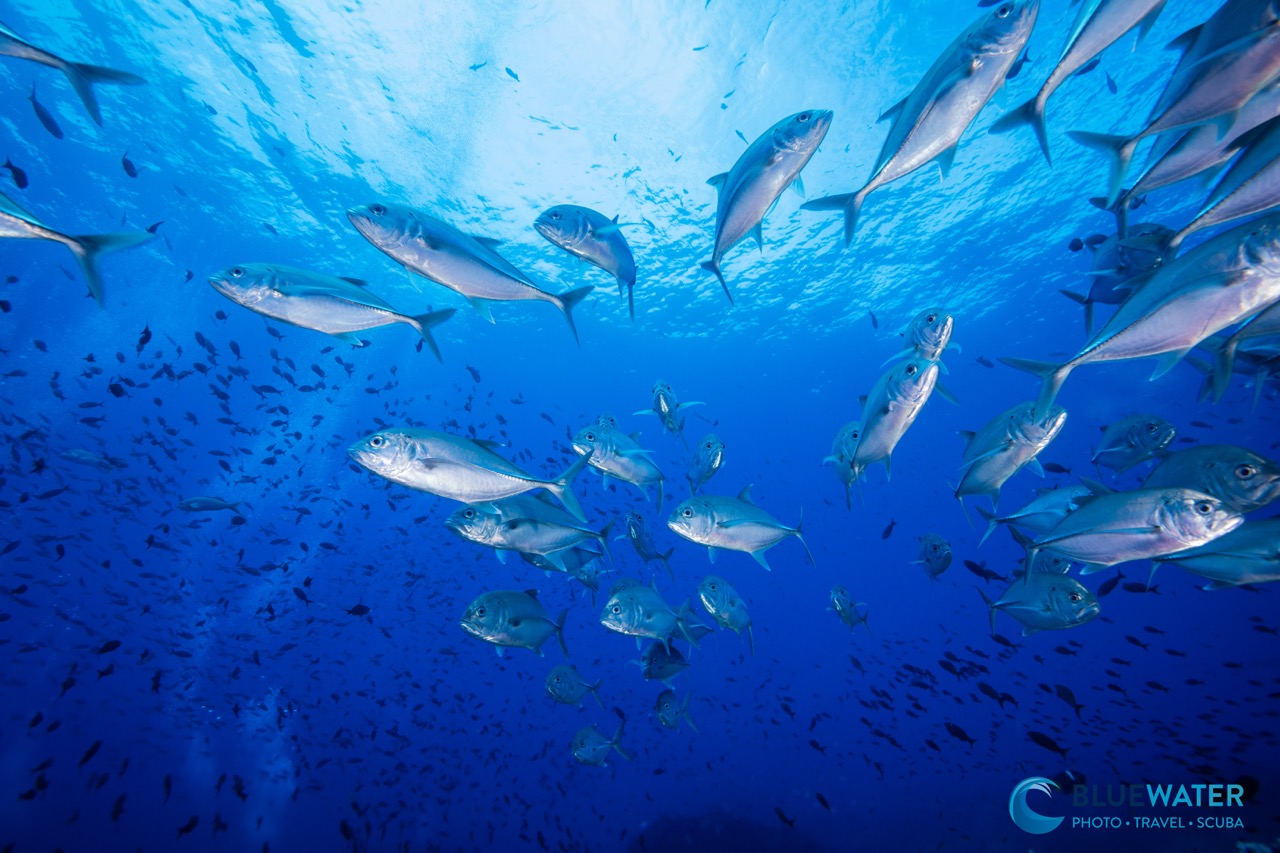A school of silver jacks