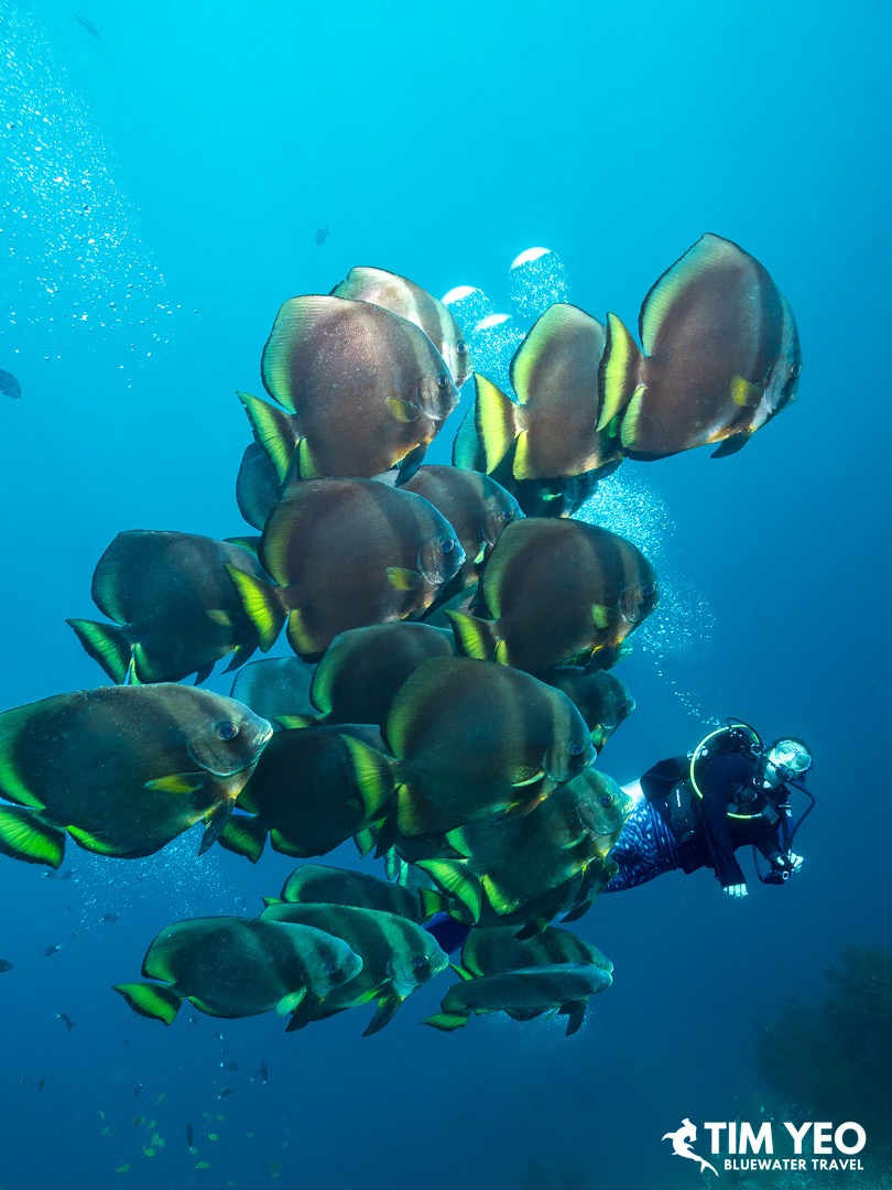 A school of batfish