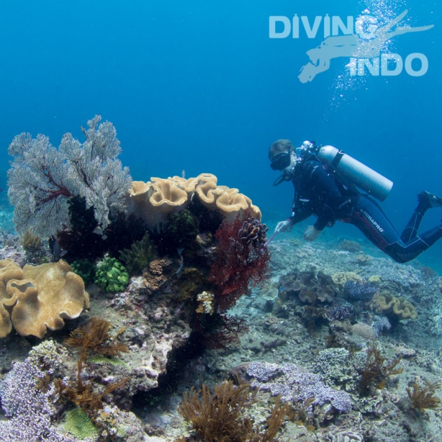 Diver exploring colorful coral reef at Padang Bai Bali