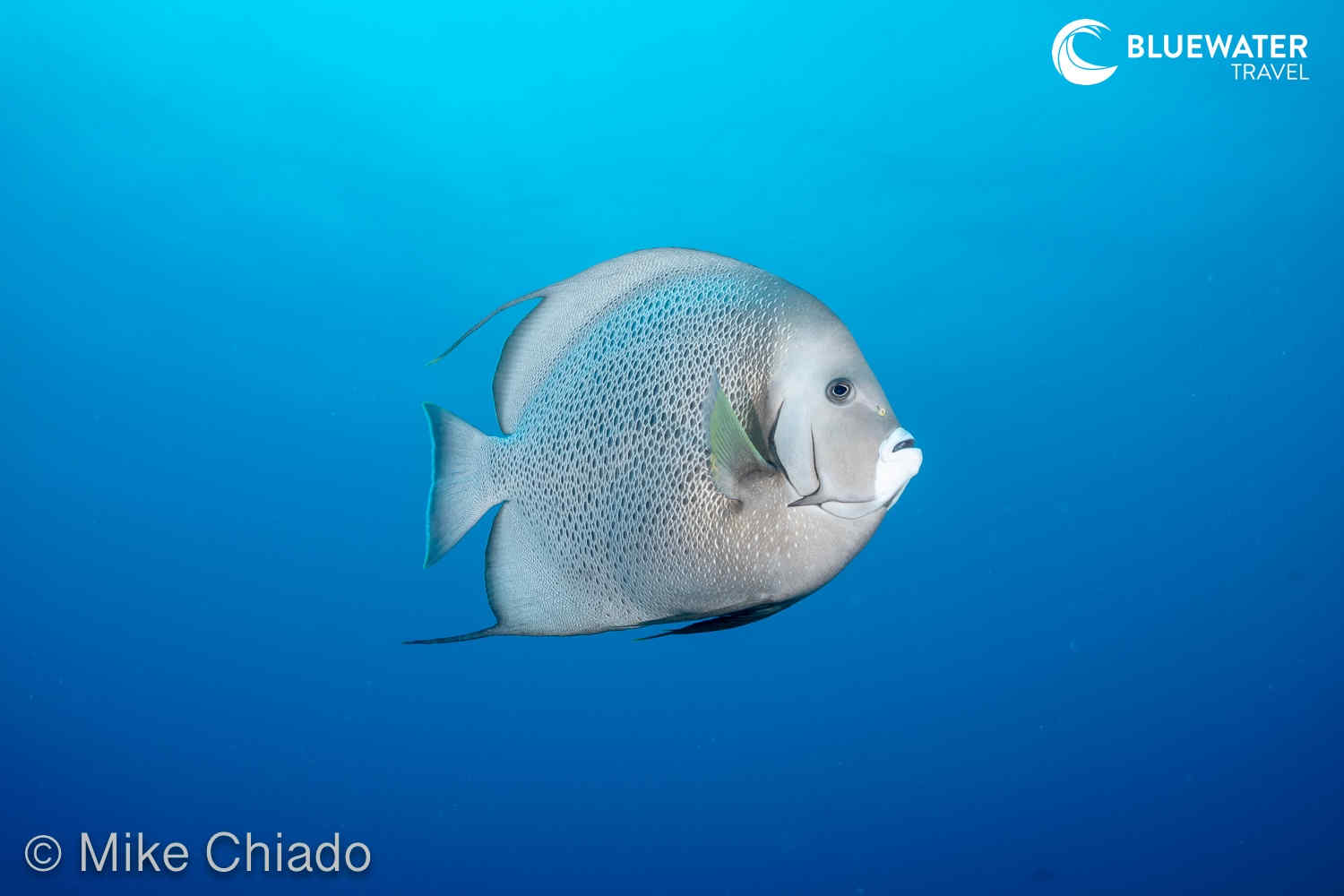 Gray Angelfish