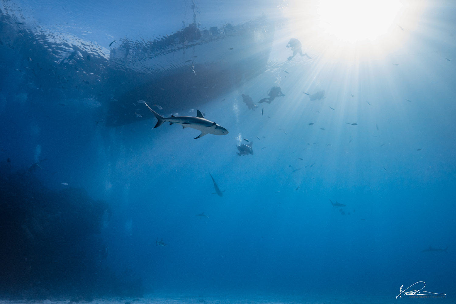 Shark underwater photograph by Romona Robbins Reynolds