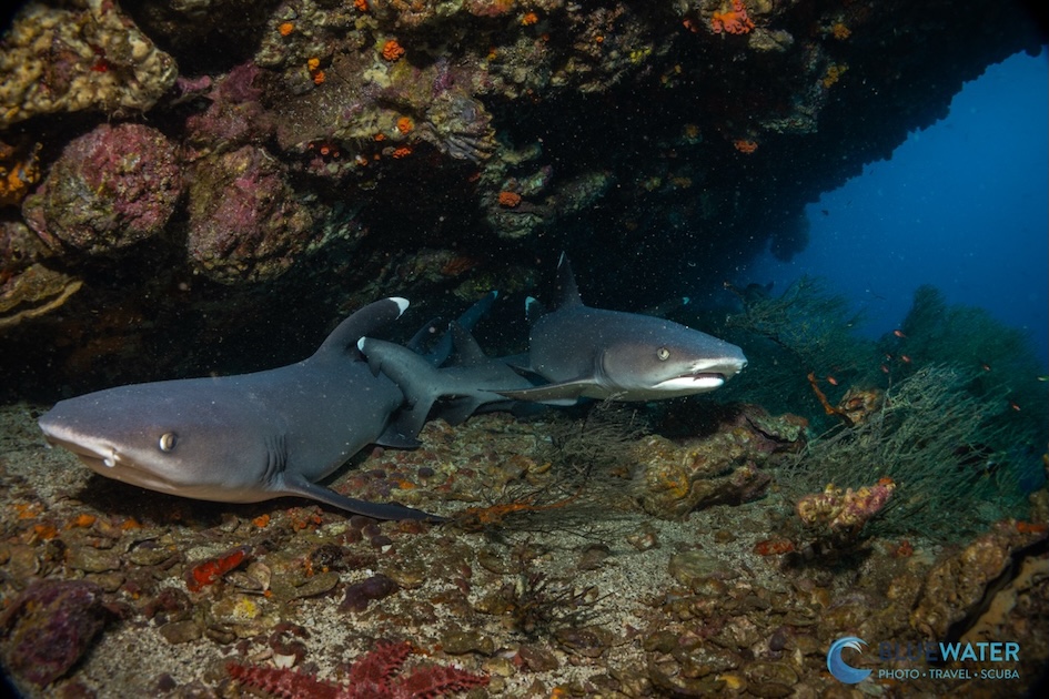 A couple of whitetipped reef sharks