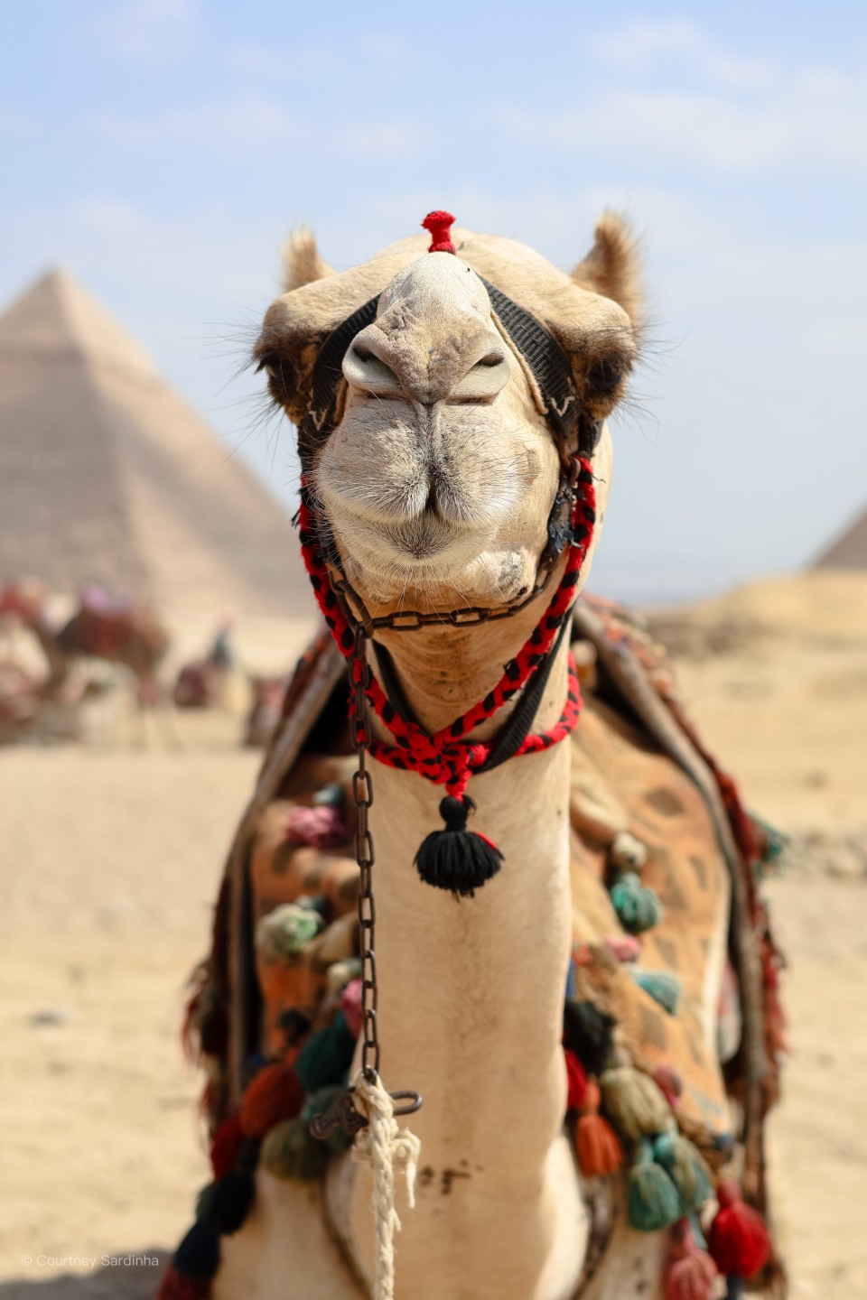 Close-up of a camel with the Pyramids of Giza in the background, Egypt